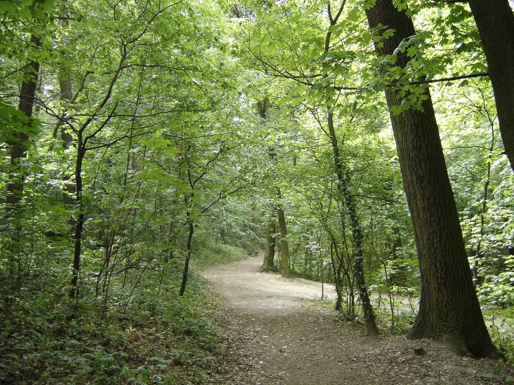 Zelené stromy a pekne udržiavaná lesná cestička Horského parku