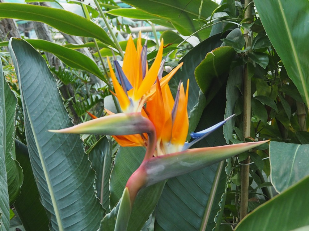 Vzácna rastlina s oranžovým kvetom a zeleným listom.